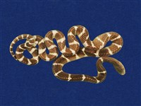 藏品(雨傘節)的圖片